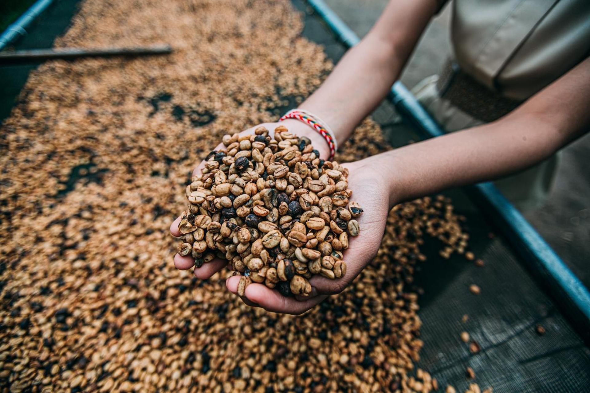 Munduk Moding Plantation Nature Resort Exterior photo Coffee beans