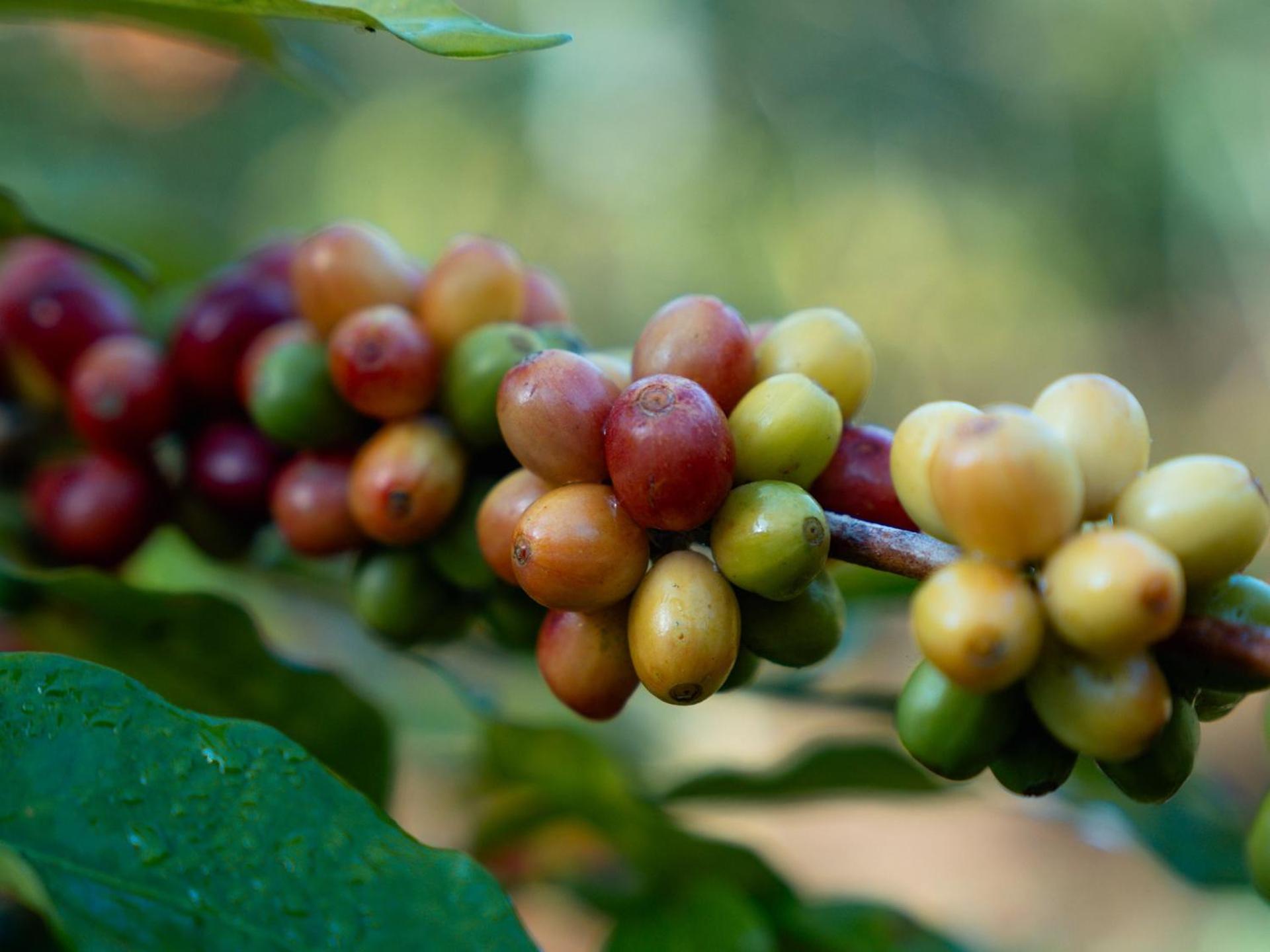 Munduk Moding Plantation Nature Resort Exterior photo Coffee berries
