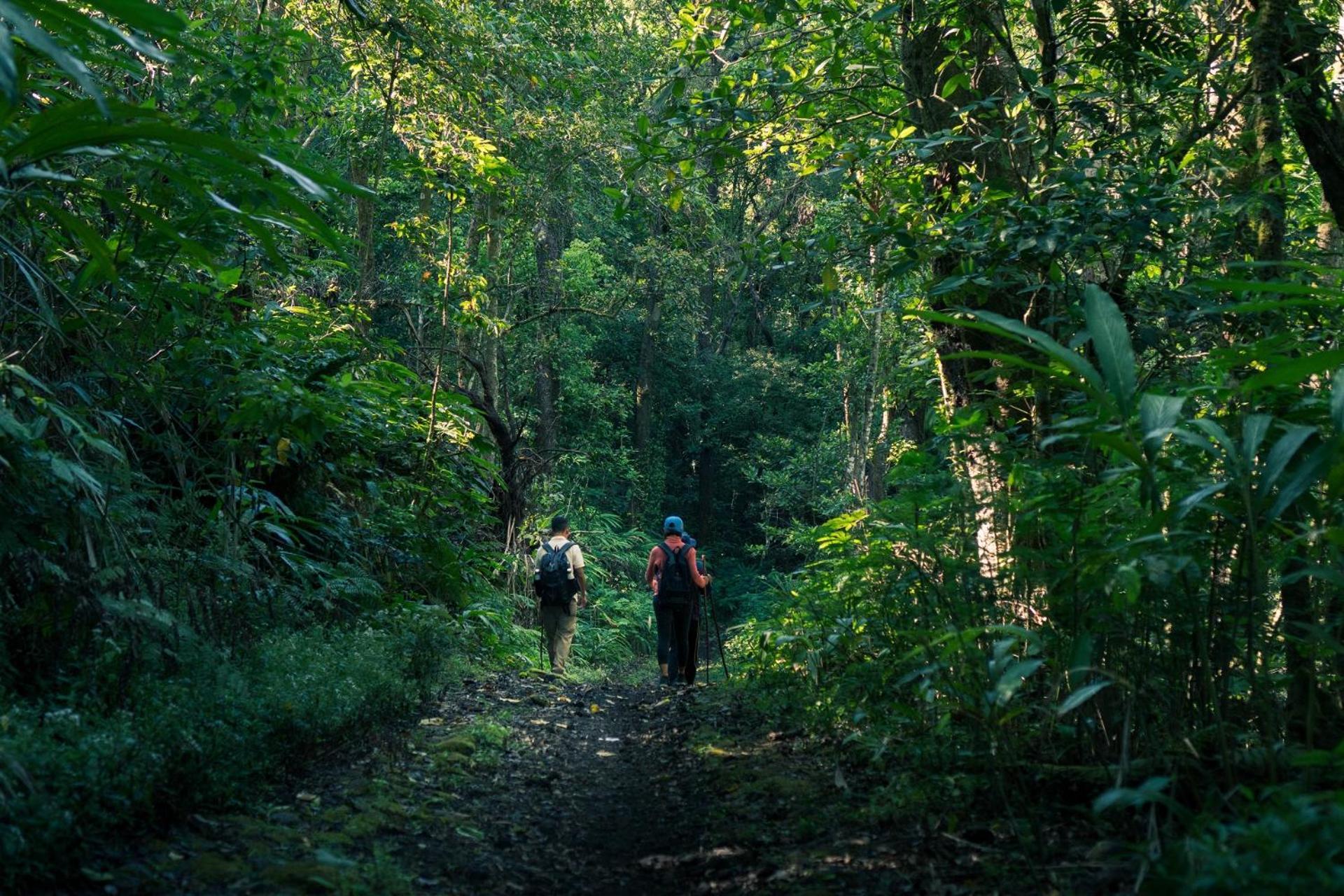 Munduk Moding Plantation Nature Resort Exterior photo Hiking in the rain forest